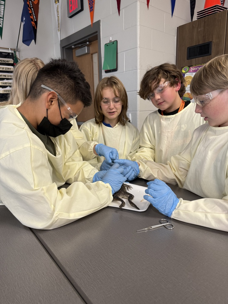 kids dissecting frogs