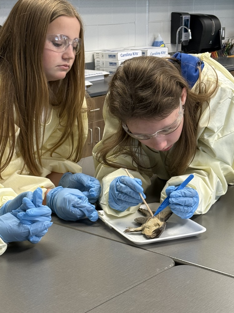 kids dissecting frogs