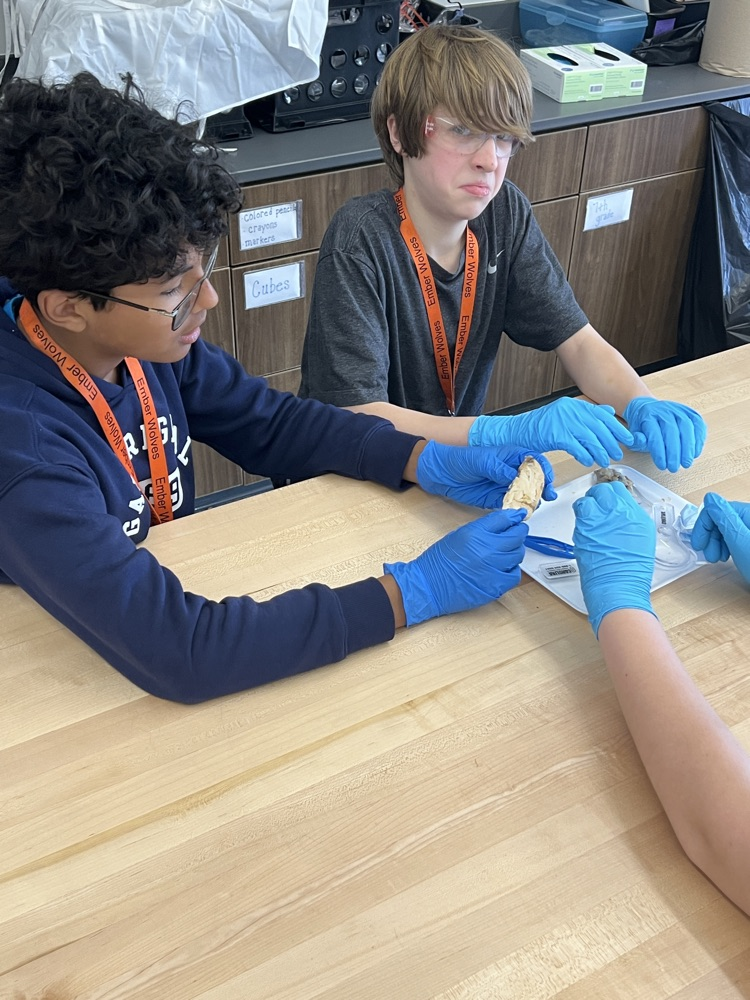 kids dissecting a brain 