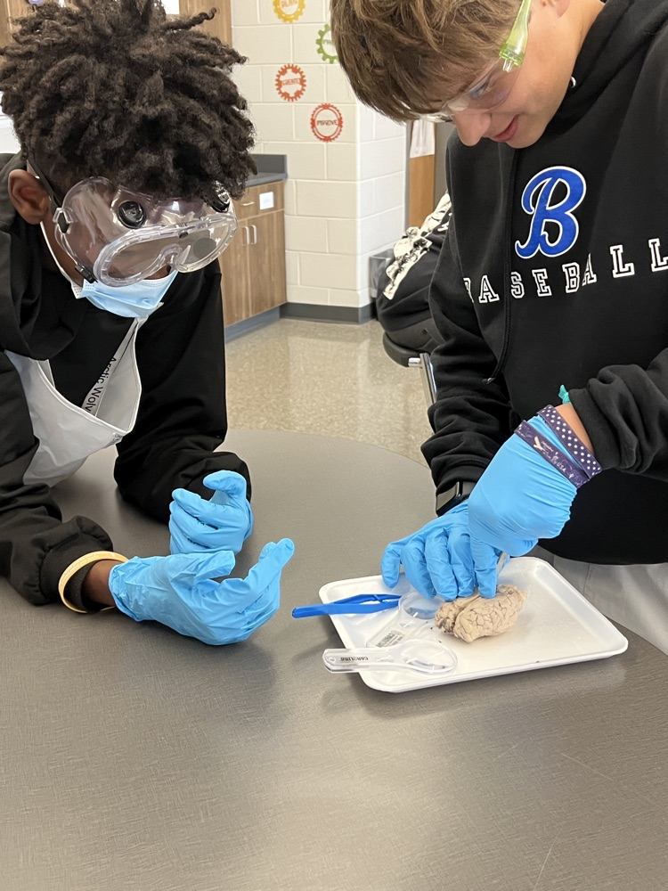 kids dissecting a brain 