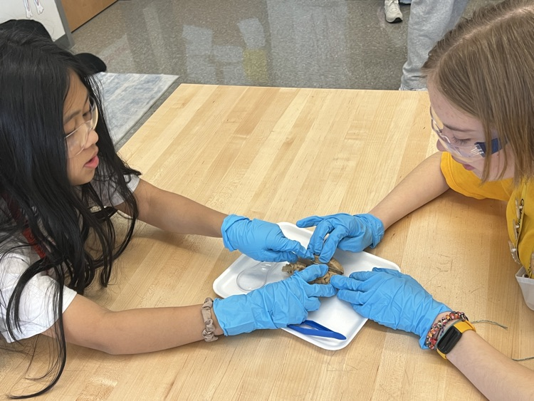 kids dissecting a brain 