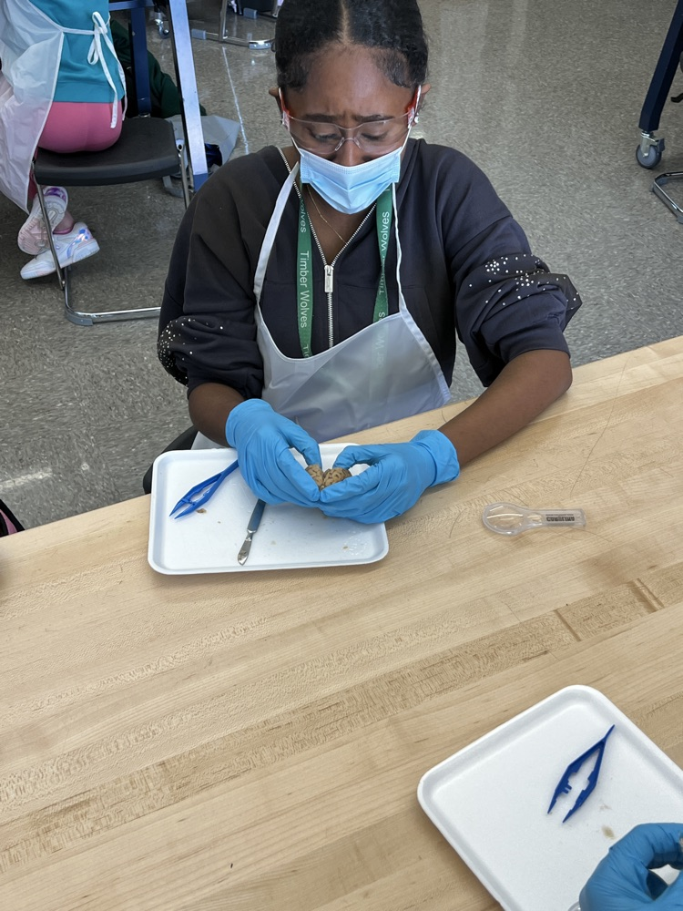 kids dissecting a brain 