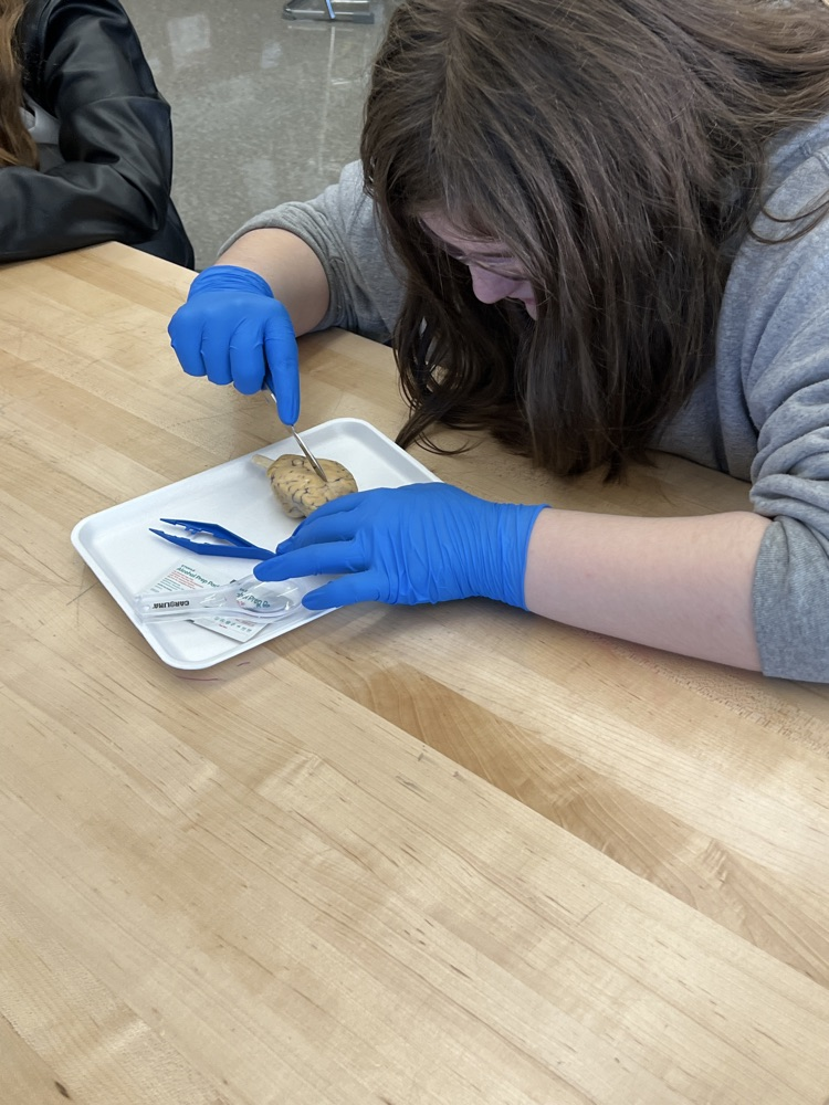kids dissecting a brain 