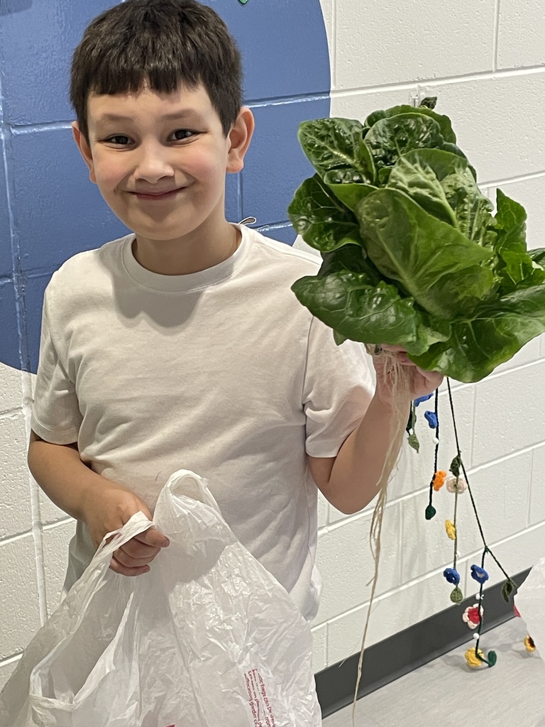 hydroponics plant harvest