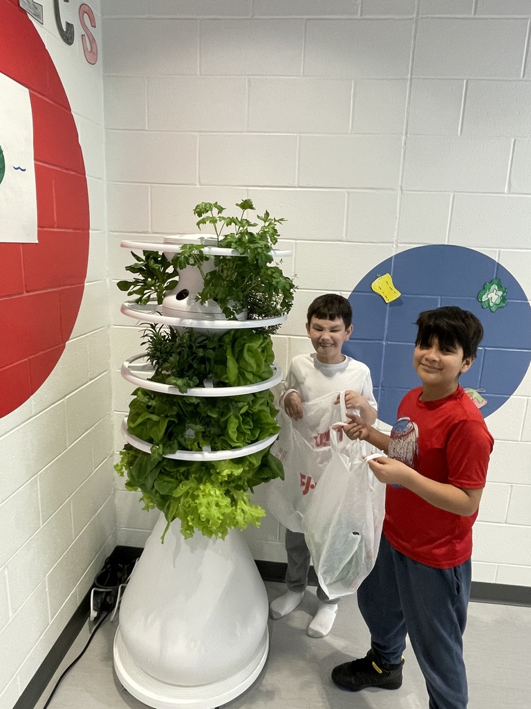hydroponics plant harvest