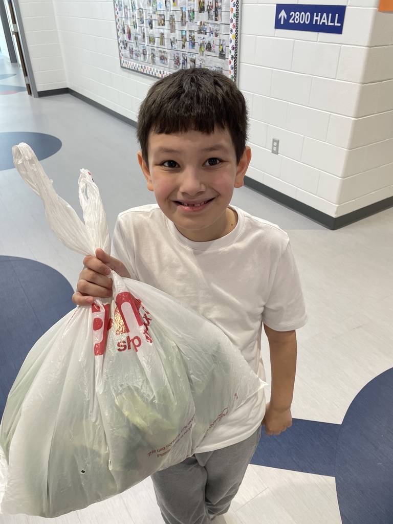 hydroponics plant harvest