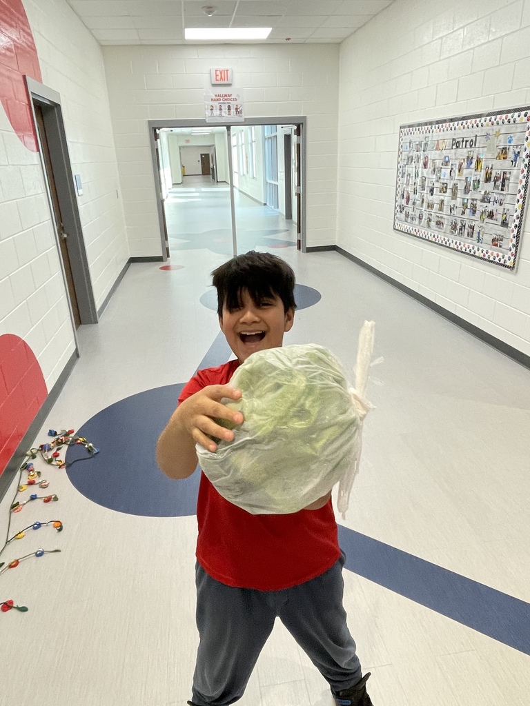 hydroponics plant harvest