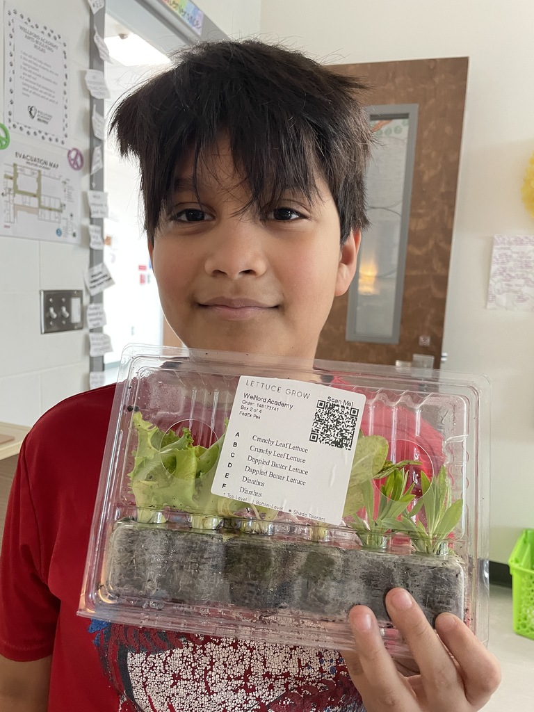 hydroponics plant harvest