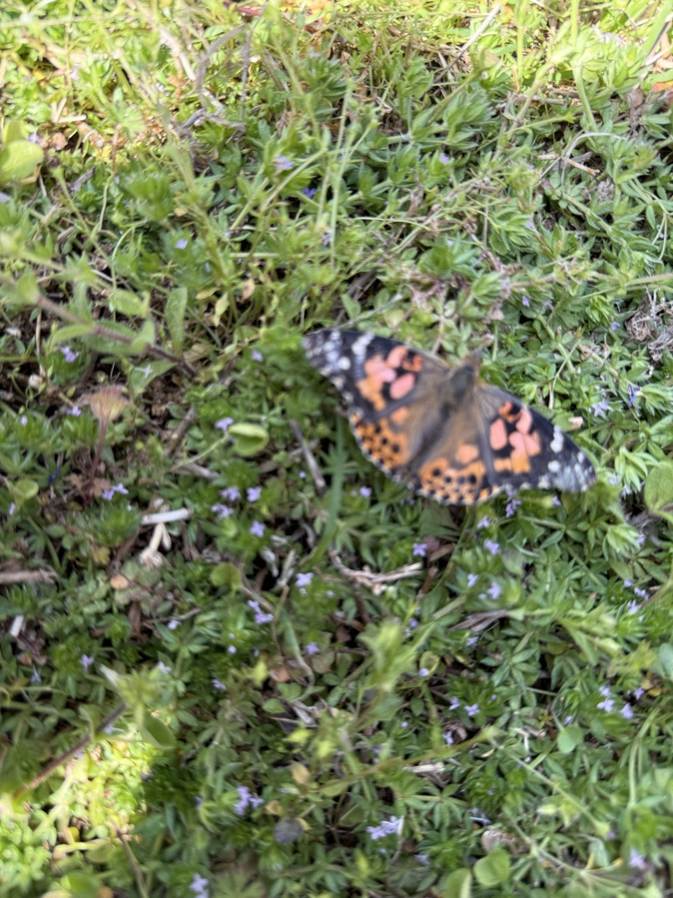 What a beautiful day for a butterfly release!  Mrs. Cleveland’s students learned so much observing part of the butterfly’s life cycle.