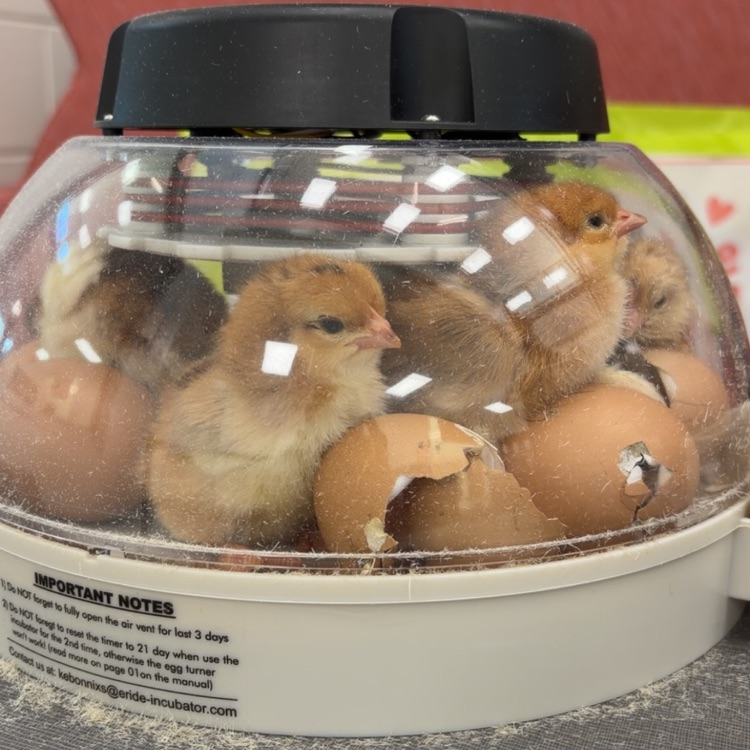 chicks