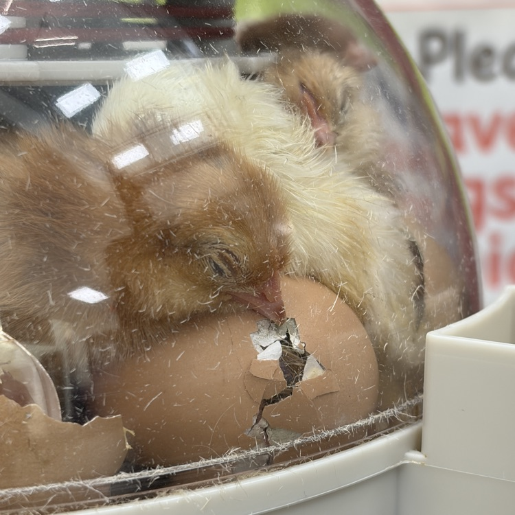 chicks 