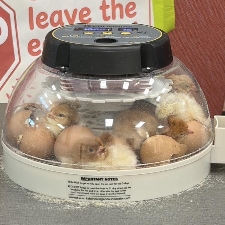 chicks