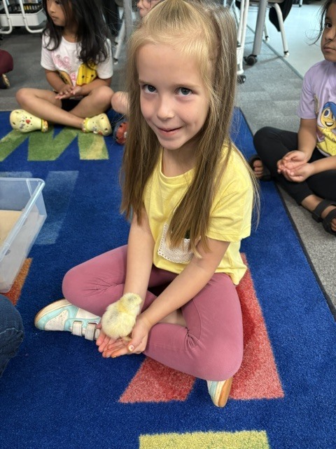 k5 chick visits
