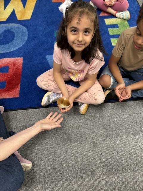 k5 chick visits