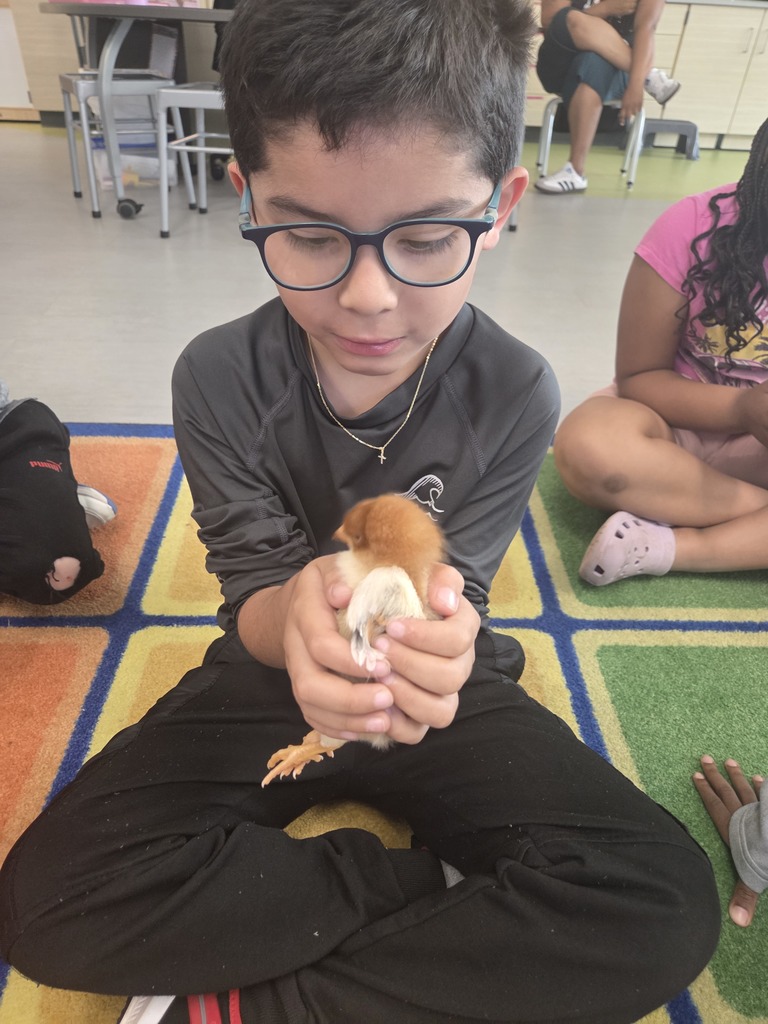 wooley chicks