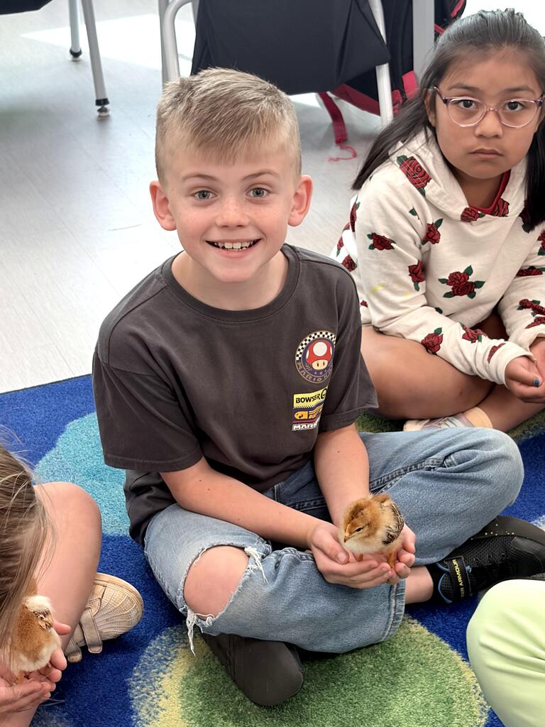 2nd grade chicks