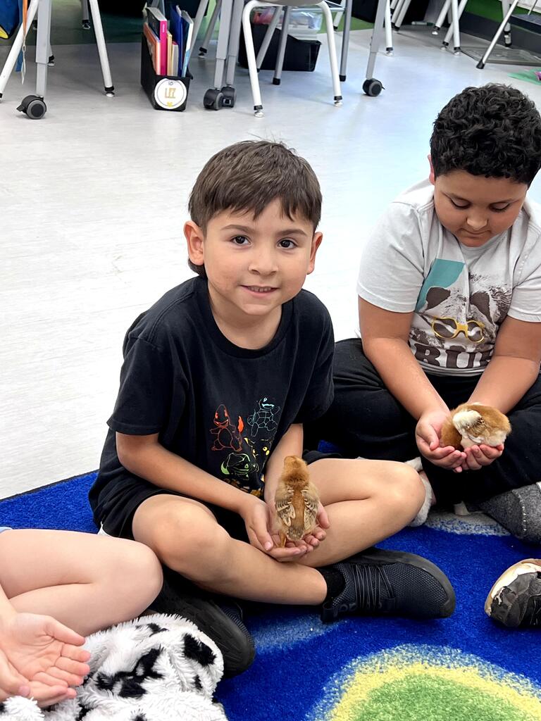 2nd grade chicks