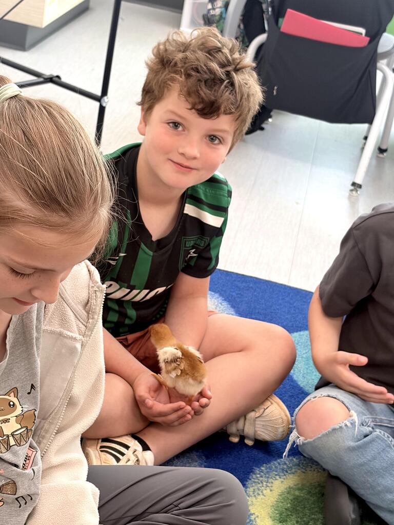 2nd grade chicks