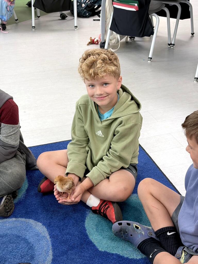 2nd grade chicks