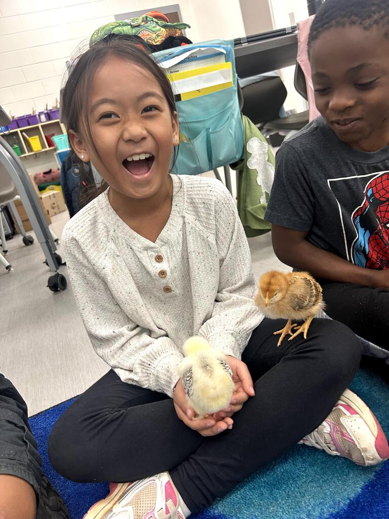 2nd grade chicks