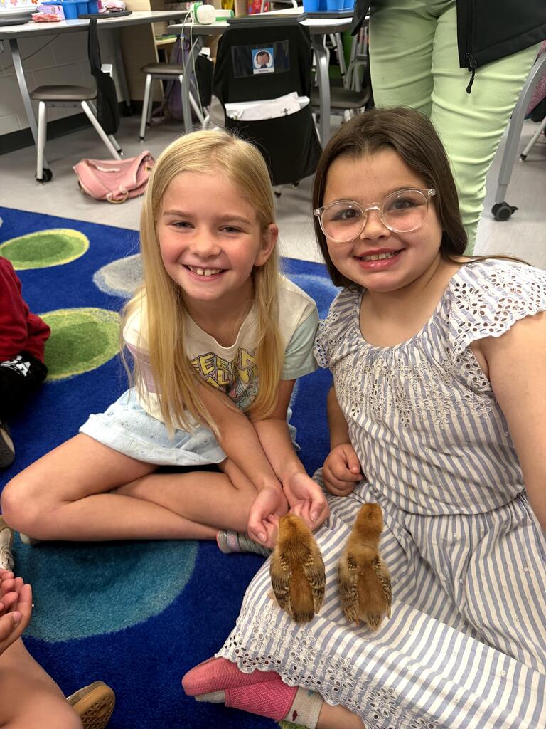 2nd grade chicks