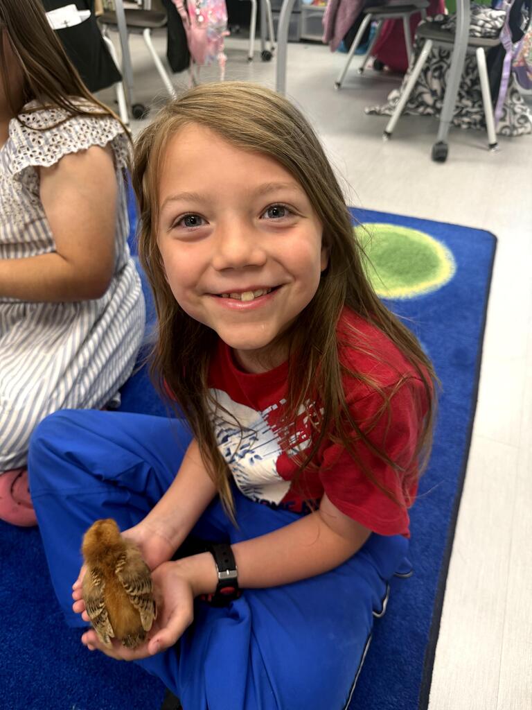 2nd grade chicks