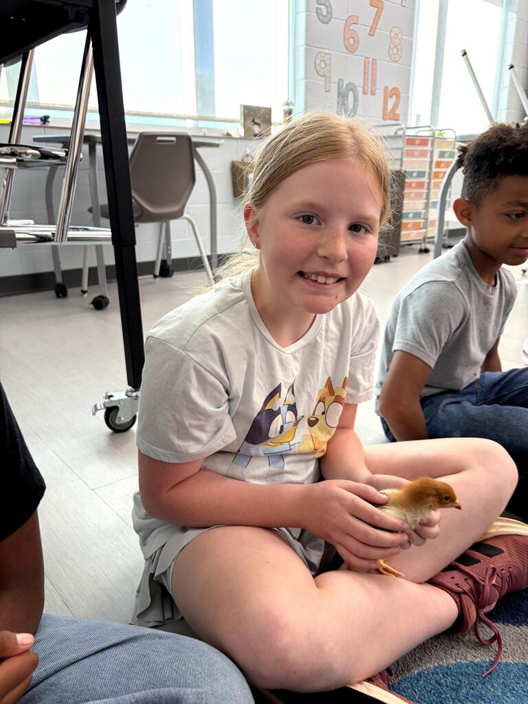 chick visits