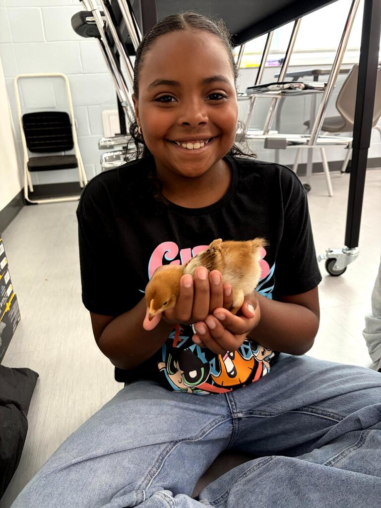 chick visits