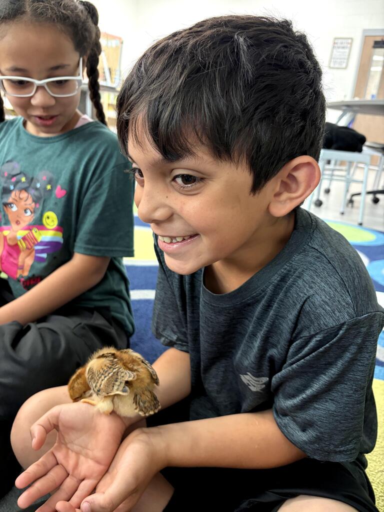 chick visits