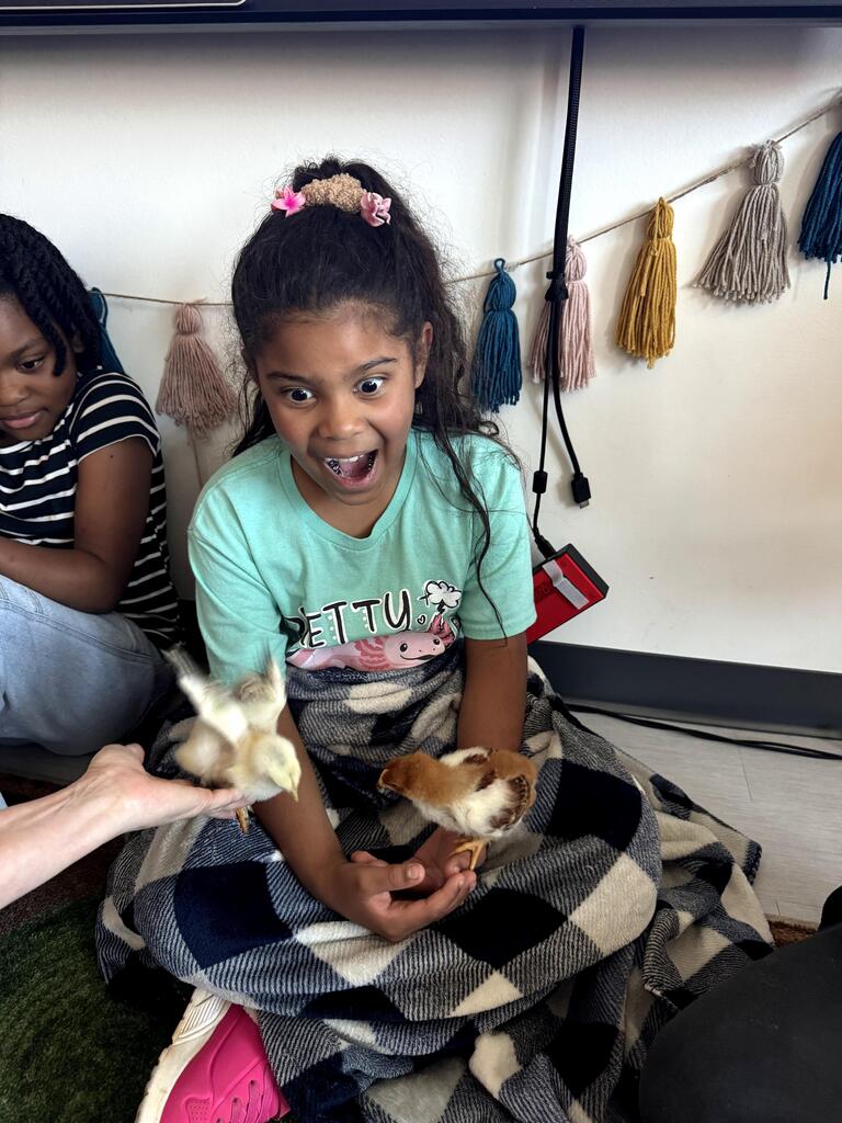 3rd grade chick visit