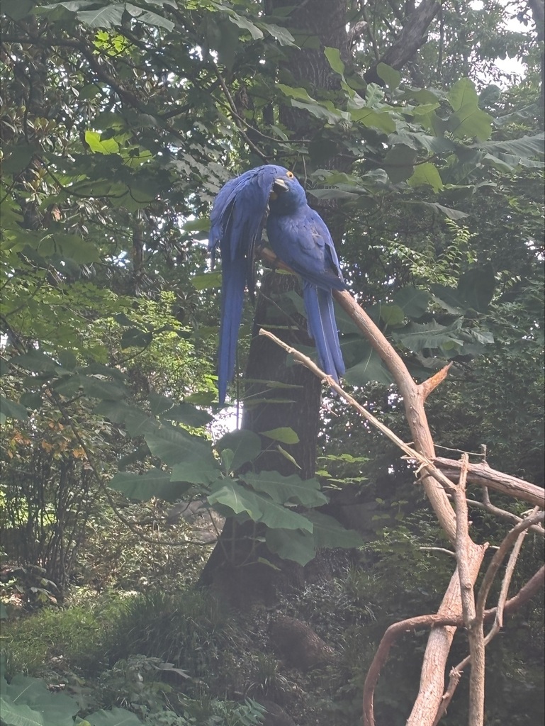 bird at the zoo