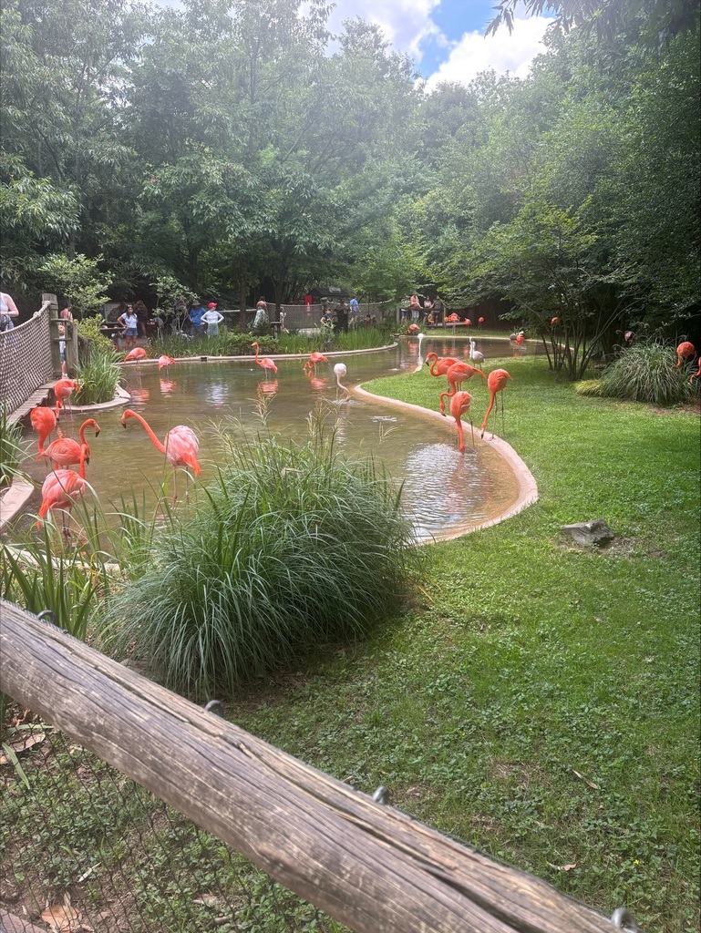 flamingos at the zoo