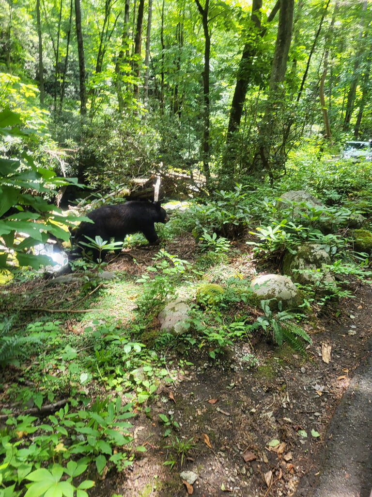 bear