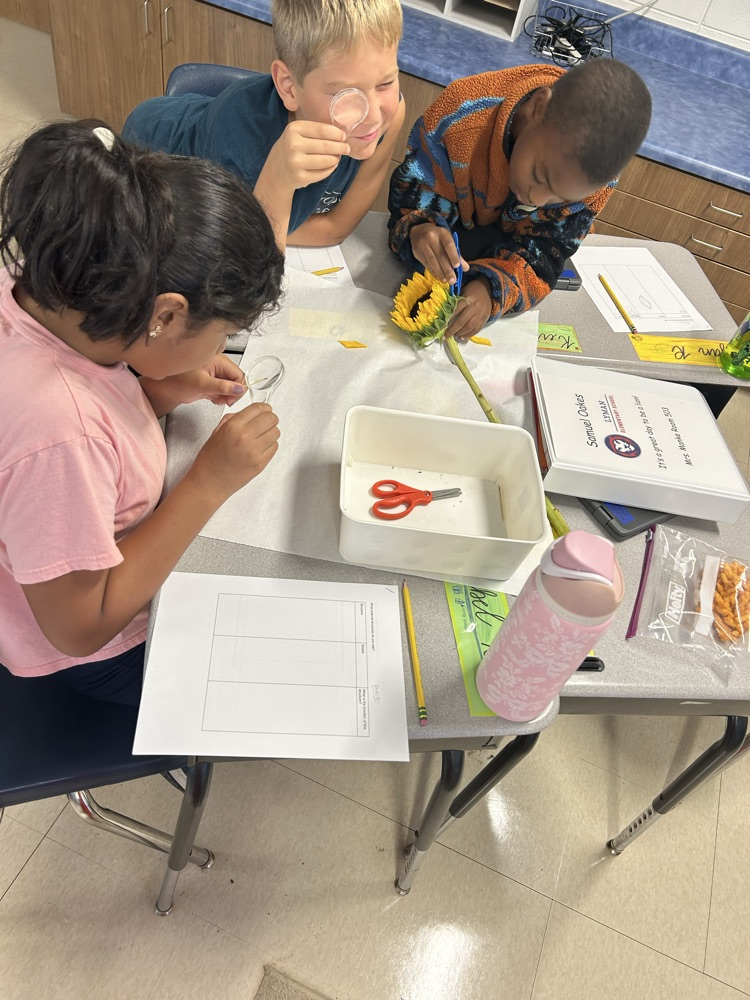 students dissecting sunflowers