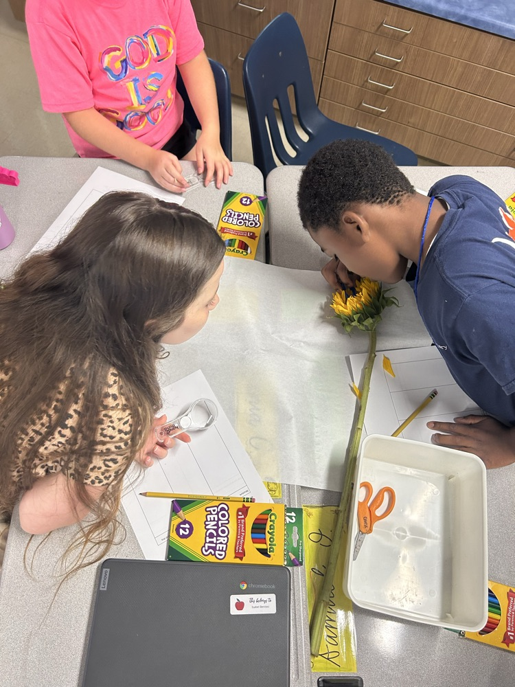 students dissecting sunflowers