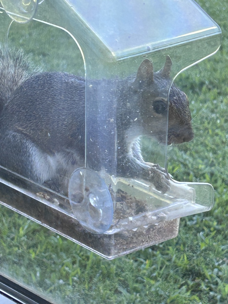 squirrel eating seeds