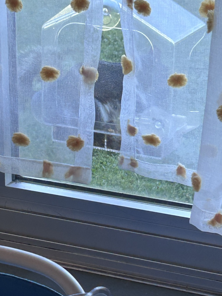 squirrel eating seeds