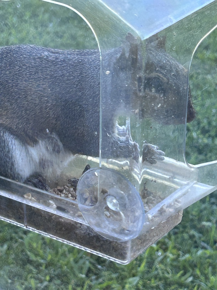 squirrel eating seeds