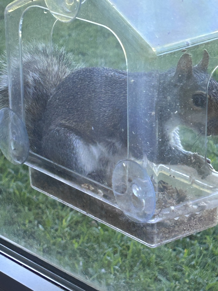 squirrel eating seeds