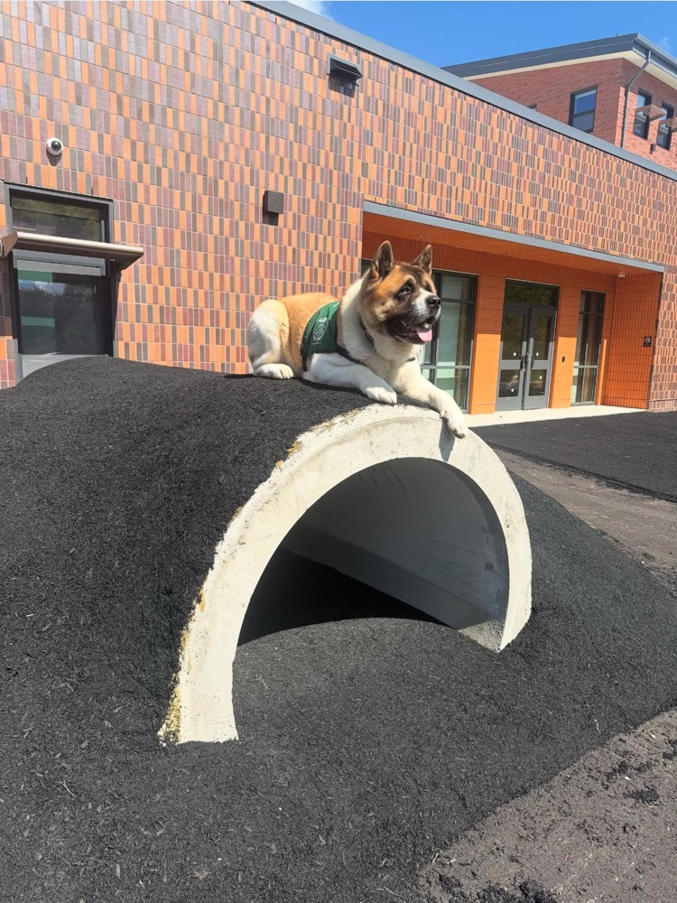 was Tomo's first time in the new high school! He also checked out the new preschool playground. #spencerma #schooldog #therapydog #akita @choosesebrsd