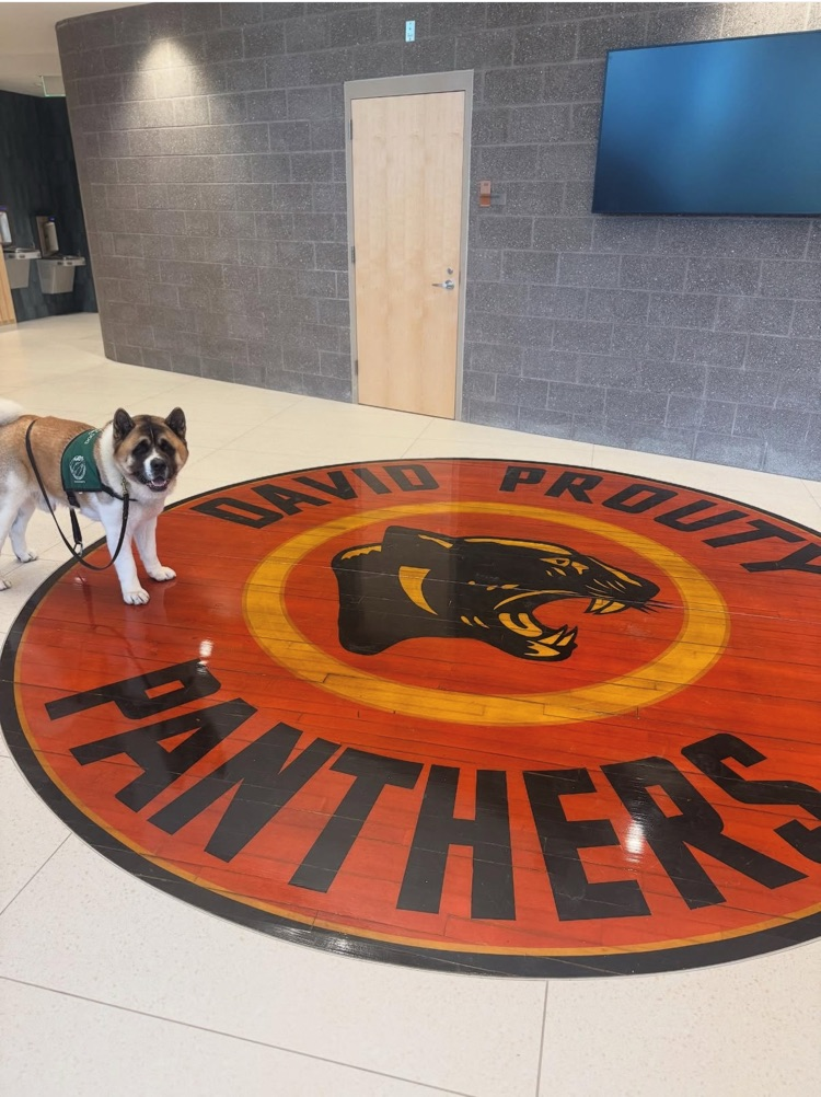 was Tomo's first time in the new high school! He also checked out the new preschool playground. #spencerma #schooldog #therapydog #akita @choosesebrsd