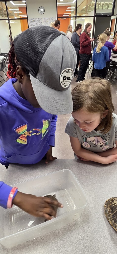 Elementary students placing a turtle in water.