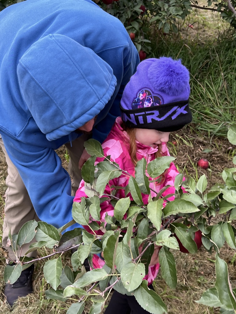 Students picking apples in an orchard.