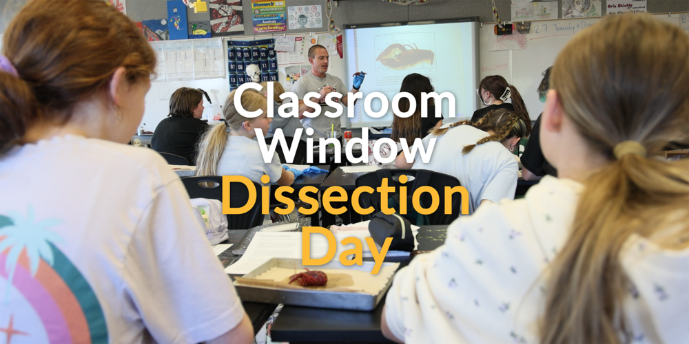 Middle school students learn about crayfish dissection from a science teacher.