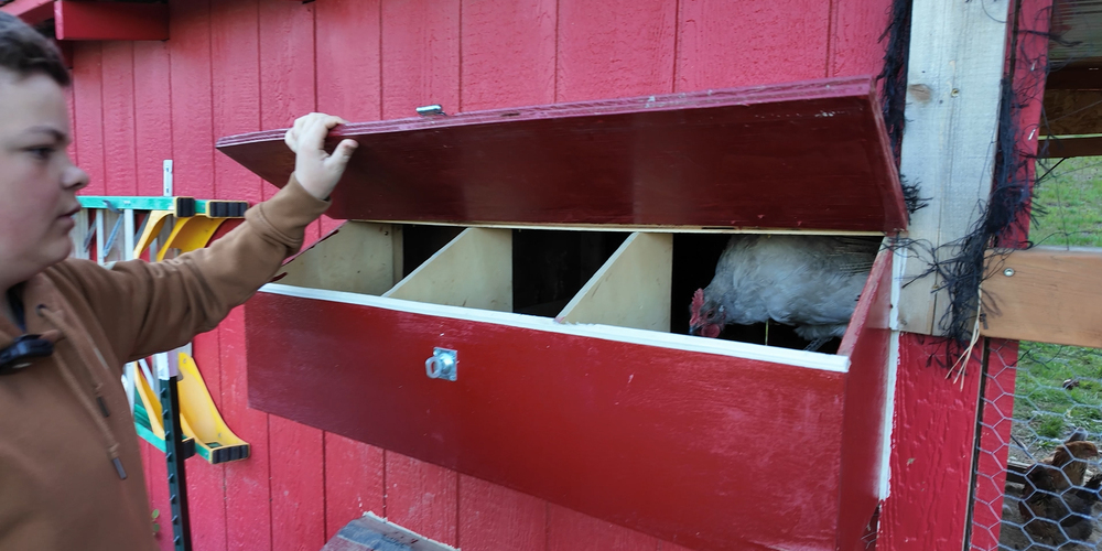 Chase Middle School student checks on chickens in a red coop.