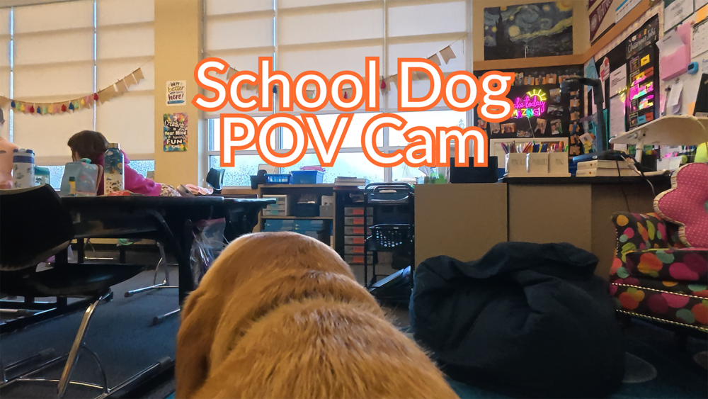 Viewpoint of a dog entering an elementary school classroom.