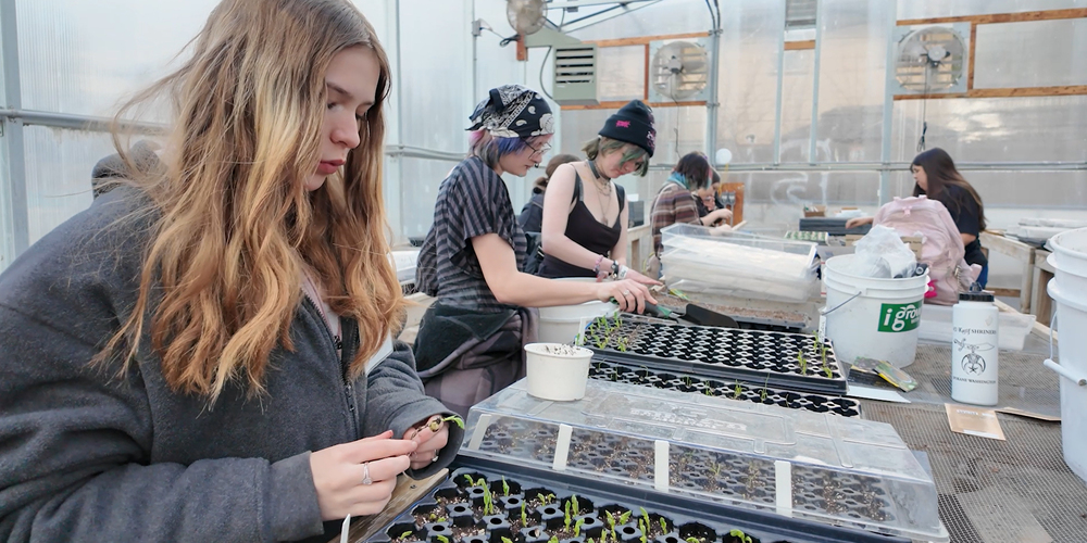 River City Youth Agricultural Interns work with sprouts ina greenhouse.