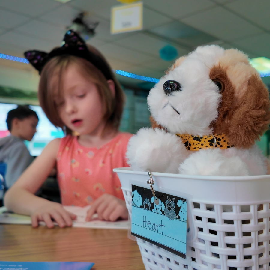 A plush dog named Heart sits in a basket while a first grade student wearing a cat-ear headband reads a book in an elementary classroom.