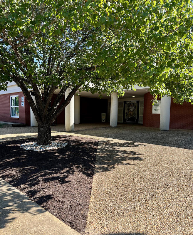 tree in front of school