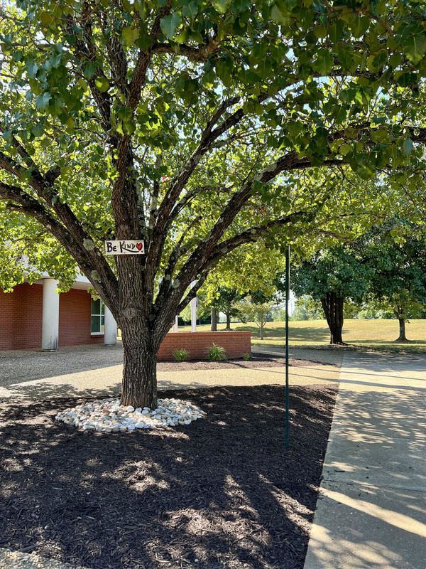 tree in front of school